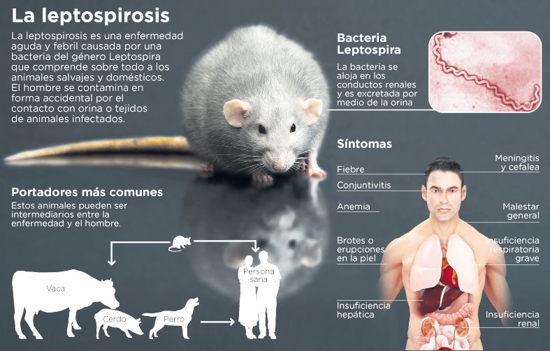 leptospirosis