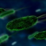 bacteria-106583__180