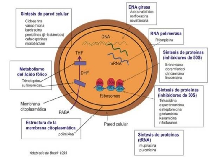 clasificacion-antibioticos-3-728