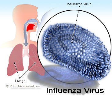 influenza_virus-2