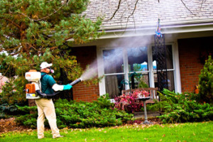 mosquito-treatment