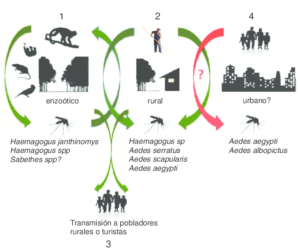 figura-3-ciclo-de-transmision-del-virus-mayaro-basado-en-los-hallazgos-en-vectores-y